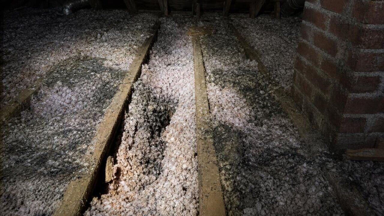 Attic in a Norfolk Virginia bungalow with dark, contaminated blown-in insulation and visible rodent tunneling between the floor joists